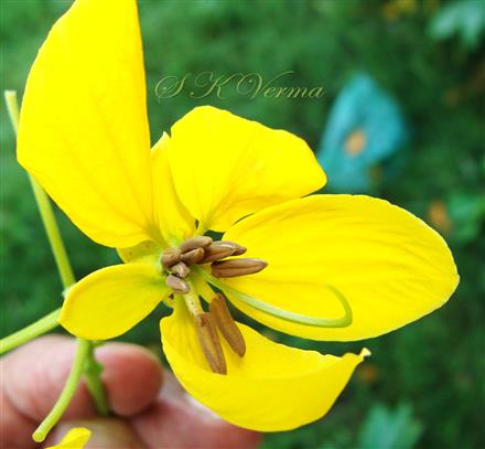  Flower- see 10 perfect stamens